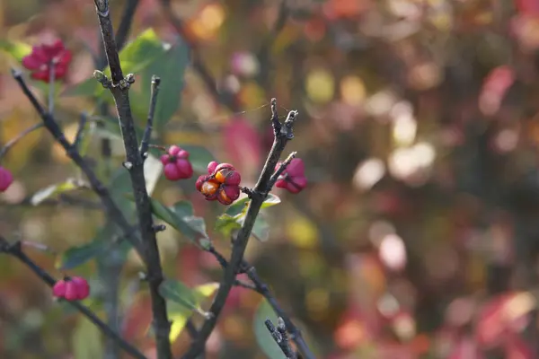 Güzel botanik fotoğrafı, doğal duvar kağıdı.