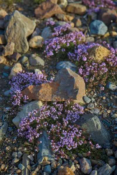 Flowers and plants Mountain valley of the Altai Mountains, fabulous wildlife landscape, amazing plants close-up. Hike