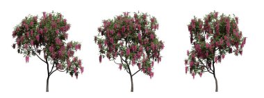 Yeşil yaprakları ve şeffaf arka planda parlak çiçekleri olan güzel bir yaz ağacı seti. 3d hazırlayıcı