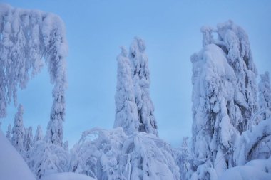 Dağlarda karlı, soğuk kış manzaraları, sabahları karlı ağaçlar, soğuk kuzey rüzgarları. Buzdan köknar ağaçları, Noel