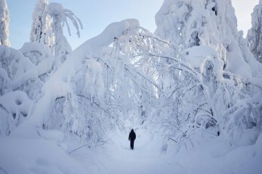 Dağlarda karlı, soğuk kış manzaraları, sabahları karlı ağaçlar, soğuk kuzey rüzgarları. Buzdan köknar ağaçları, Noel