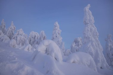 Laponya kış manzarası, ağaç karı kış doğası, Noel Finlandiya ormanı, don dağı, arktik lapland gün batımı, İskandinavya, cennet gibi kuzey manzarası gündoğumu, peri masalı.