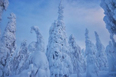 Laponya kış manzarası, ağaç karı kış doğası, Noel Finlandiya ormanı, don dağı, arktik lapland gün batımı, İskandinavya, cennet gibi kuzey manzarası gündoğumu, peri masalı.