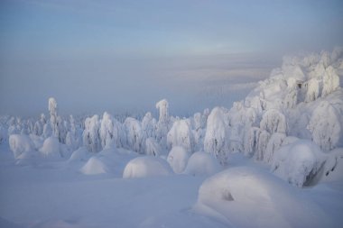 Laponya kış manzarası, ağaç karı kış doğası, Noel Finlandiya ormanı, don dağı, arktik lapland gün batımı, İskandinavya, cennet gibi kuzey manzarası gündoğumu, peri masalı.