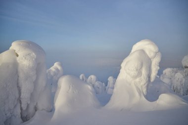 Laponya kış manzarası, ağaç karı kış doğası, Noel Finlandiya ormanı, don dağı, arktik lapland gün batımı, İskandinavya, cennet gibi kuzey manzarası gündoğumu, peri masalı.