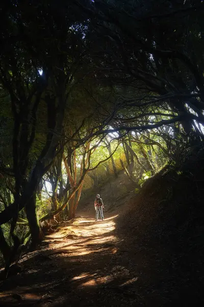 Person walks along a shady forest path, sunbeams breaking through the overhead foliage