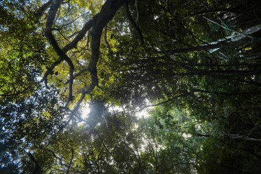 Güneş ışığı ormandaki sık ağaçların arasından süzülerek orman zemininde noktalı bir etki yaratır.