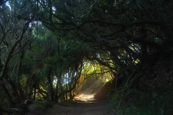 Path winds through an ancient forest, with intertwined tree branches overhead, bathed in the soft glow of dusks light