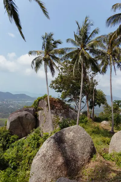 Pohon Palem Bergoyang Dikelilingi Oleh Batu Batu Besar Daerah Tropis Stok Gambar Bebas Royalti