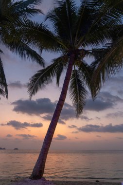 Güneş dingin bir okyanusun üzerinde batarken gökyüzü canlı renklere dönüşür. Siluetli palmiye ağaçları akşam boyunca sakin plajı çerçeveler..