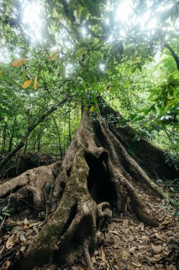 Antik ağaç, orman zeminini saran kalın ve korunmasız kökleri ile dimdik ayakta duruyor. Güneş ışığı yoğun yeşil yaprakların arasından süzülerek tropikal yağmur ormanlarında sakin bir atmosfer yaratır..