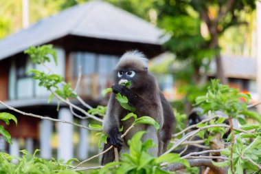 Gri langur maymunu yemyeşil bir ortamda yaprakları sessizce arar, yemyeşil yapraklar ve arka planda modern ahşap bir bina ile çevrilidir..