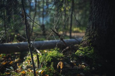 Sakin bir orman sahnesi yosun kaplı kayaların, dağınık sonbahar yapraklarının ve gün ortasında güneşlenen ağaçların güzelliğini yakalar ve doğada barışçıl bir atmosfer yaratır..