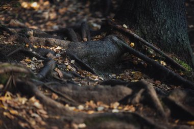 Huzurlu bir ormanlık alanda, karışık ağaç kökleri, çeşitli renklerde düşmüş yapraklarla çevrelenerek, davetkar bir sonbahar atmosferi yaratır..