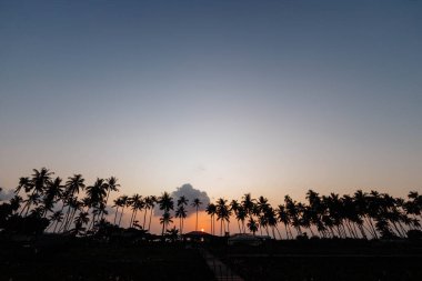 vibrant sunset lights up the sky as silhouetted palm trees line the horizon, creating a stunning tropical atmosphere. warm colors reflect a peaceful evening.