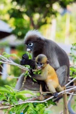 İki maymun dallara tünemiş, canlı bir orman ortamında hafif bir yemek yiyorlar. Yetişkin, genç olana göz kulak olur. Çevrelerindeki yeşilliğin tadını çıkarır..
