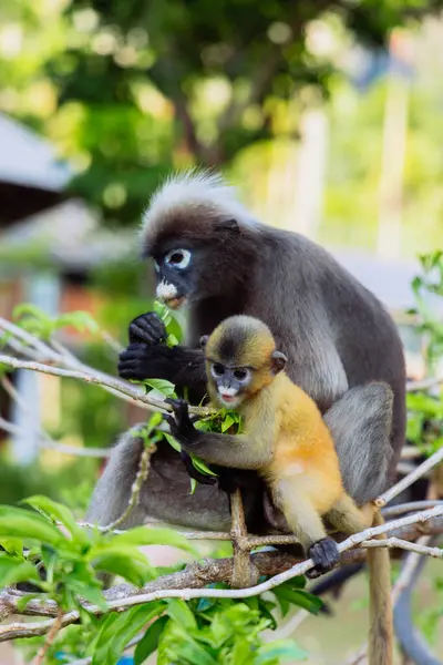 İki maymun dallara tünemiş, canlı bir orman ortamında hafif bir yemek yiyorlar. Yetişkin, genç olana göz kulak olur. Çevrelerindeki yeşilliğin tadını çıkarır..