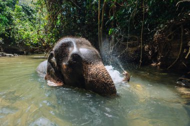Fil temiz bir nehirde neşeyle yıkanır. Yoğun, yeşil orman yapraklarıyla çevrili iken etrafa su püskürtür. Sahne, gün ortasında doğanın ve vahşi yaşamın güzelliğini yakalar..