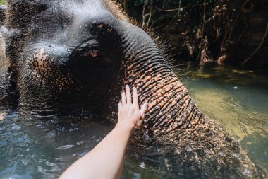 Kişi bir filin gövdesine hafifçe dokunur ve berrak sulara gömülür, yemyeşil bitki örtüsüyle çevrilidir. Sahne, doğal ortamda bir bağ ve sükunet anı yakalar..