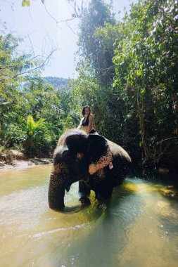 Bir insan, dingin bir nehirde yürürken bir filin üzerinde eşsiz bir deneyimden zevk alır. Çevreleyen yeşillik ve güneş ışığı canlı ve doğal bir çevre yaratır..