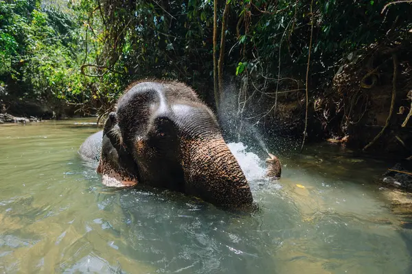 Fil temiz bir nehirde neşeyle yıkanır. Yoğun, yeşil orman yapraklarıyla çevrili iken etrafa su püskürtür. Sahne, gün ortasında doğanın ve vahşi yaşamın güzelliğini yakalar..