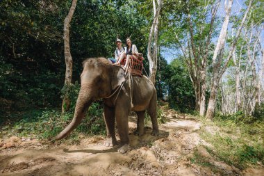 İki turist, güneşli bir günde, açık bir yaban hayatı sığınağında canlı yeşilliklerle çevrili dolambaçlı bir patika boyunca fil sürerek unutulmaz bir deneyimin tadını çıkarıyorlar..