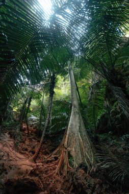 Uzun ağaçlar yoğun bir tropikal yağmur ormanının ortasında hayat dolu yeşil yapraklarla bir tepe örtüsü oluşturur. Güneş ışığı filtreler, aşağıdaki toprak yolu aydınlatır, güzellikleri gözler önüne serer.