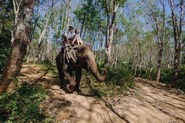İki turist, açık mavi bir gökyüzünün altında uzun ağaçlar ve yeşilliklerle çevrili toprak bir patika boyunca mutlu bir şekilde bir file biniyor. Sakin atmosfer doğanın güzelliğini gözler önüne seriyor..