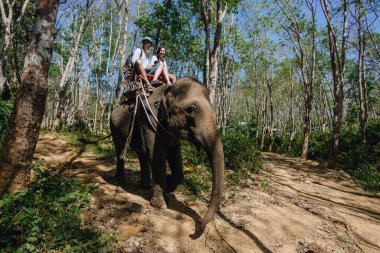Sıcak ve güneşli bir günde iki kişi fil sürmekten zevk alır. Yeşillik ve uzun ağaçlarla dolu canlı bir ormanda dolaşırlar. Etrafı sükunetle çevrilidir..