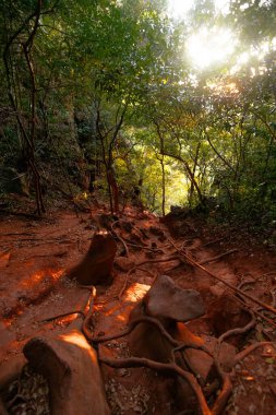 Ormandaki dolambaçlı bir yol ağaçların arasından süzülen güneş ışınlarıyla vurgulanır. Açığa çıkan kökler, doğanın güzelliğini ve dışarıdaki keşiflerin sükunetini gözler önüne seren engebeli bir yol yaratır..