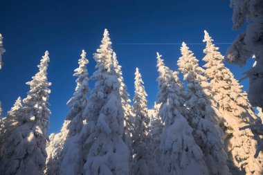 Uzun, karla kaplı çam ağaçları açık mavi bir gökyüzünün altında görkemli bir şekilde dururlar. Güneş ışığı beyaz dalları aydınlatır ve bu kış harikalar diyarında gün ortasında sakin bir atmosfer yaratır..