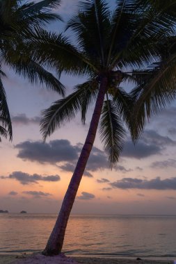 Alacakaranlıktaki sakin sahil sahnesinde, sakin suları yansıtan, tropikal bir ortamda huzurlu bir atmosfer yaratan, renkli bir günbatımına karşı siluete sahip uzun palmiye ağaçları yer alır..