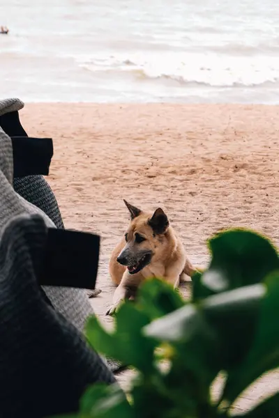Köpek, Chonburi, Tayland 'da bir sahil barında yatıyor.