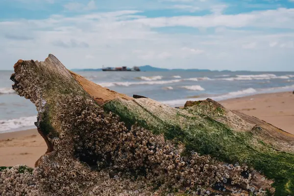 Fırtınalı bir günde tropikal sahilde terk edilmiş bir sandık.