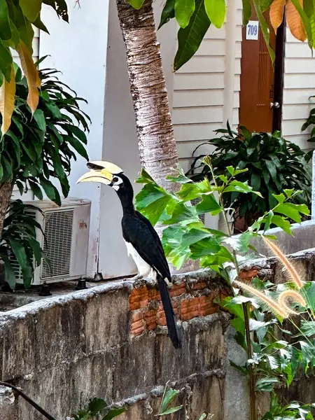 Hornbill gergedan kuşu Tayland 'ın güneyindeki Trang' daki Ko Ngai adasında bir bungalovun yanında dinleniyor.