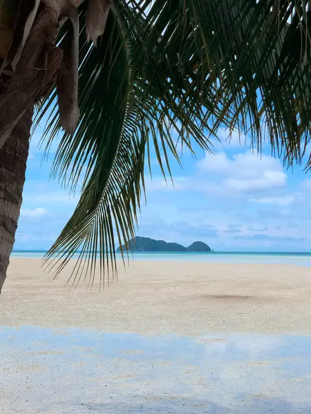 Tropikal sahildeki palmiye ağacı alçak gelgitte, Koh Pha Ngan, Tayland
