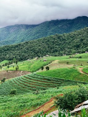 Yağmur mevsiminde Chiang Mai 'deki pirinç tarlaları, Tayland