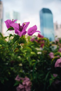 Pembe bougainvillea çiçekleri yoğun renklerle zenginleşirken, geri kalanı soluklaşırken, arka planda gökdelenler var; daha sürdürülebilir olmak için umut ışığının soyut bir temsili