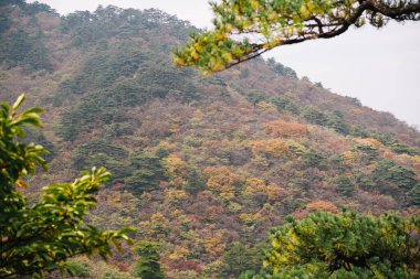 Sarı Dağ, Huangshan, Çin 'de sonbahar çam dalları ve kırmızı, turuncu ve sarı çam ağaçlı bir tepe.