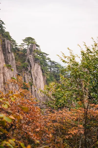 Sarı Dağ 'da, Huangshan, Çin' de, bulutlu bir günde, arka planda dağlar olan çam yapraklarının sonbahar renkleri.