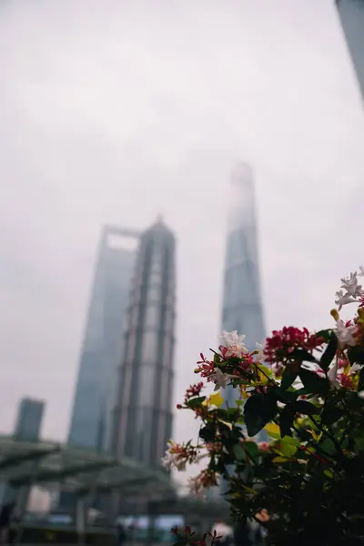 Lujiazui 'deki Şangay dünya finans merkezi gökdelenleri, bulutlu bir günde arka planda binalar olan çiçeklerin alçak açılı görüntüsü;