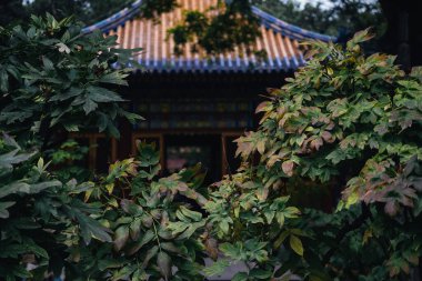 Çin 'in Pekin kentindeki Yasak Şehir' in gizli bahçesinde ağaç yaprakları arasında seramikleri olan geleneksel Çin binası.