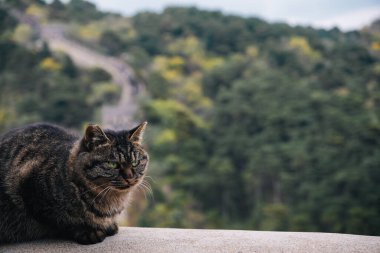 Çin Seddi 'nde yeşil gözlü kedi portresi, arka planda duvar ve orman ile; Pekin, Çin yakınlarında