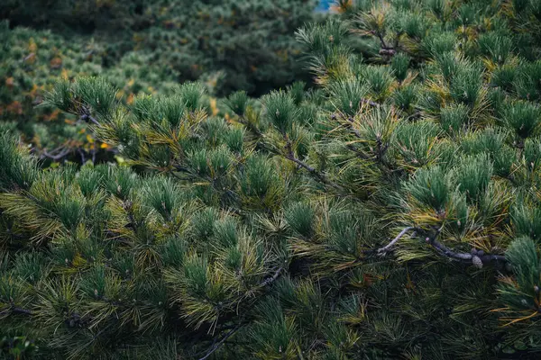 Pekin yakınlarındaki Çin ormanlarındaki çam yapraklarının arka planı