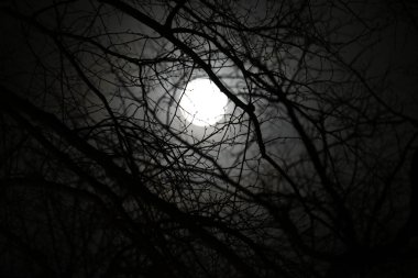 Dolunayın gece görüntüsü, ağaç brunch 'ları..