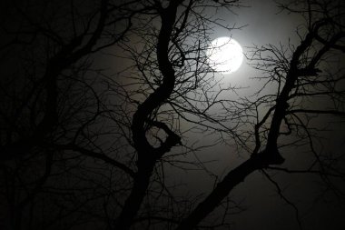 Dolunayın gece görüntüsü, ağaç brunch 'ları..