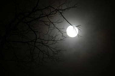 Dolunayın gece görüntüsü, ağaç brunch 'ları..