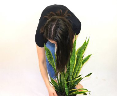 Young  Brown-haired Lady leaned forward to look after a massive  indoor Sansevieria plant, well known as Snake Plant,  in a big white pot. Indoor gardening concept. clipart