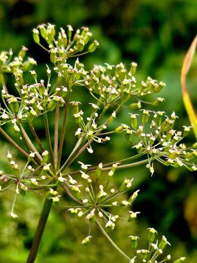Yaban çiçekleri yakın plan. Arka plandaki bahçe / tarlanın muhteşem manzarası. 
