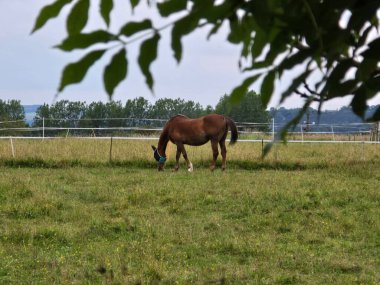 At sahada. Arka planda güzel bir İngiliz manzarası 